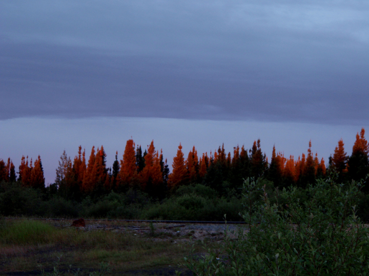 Fiery Sunrise on Trees