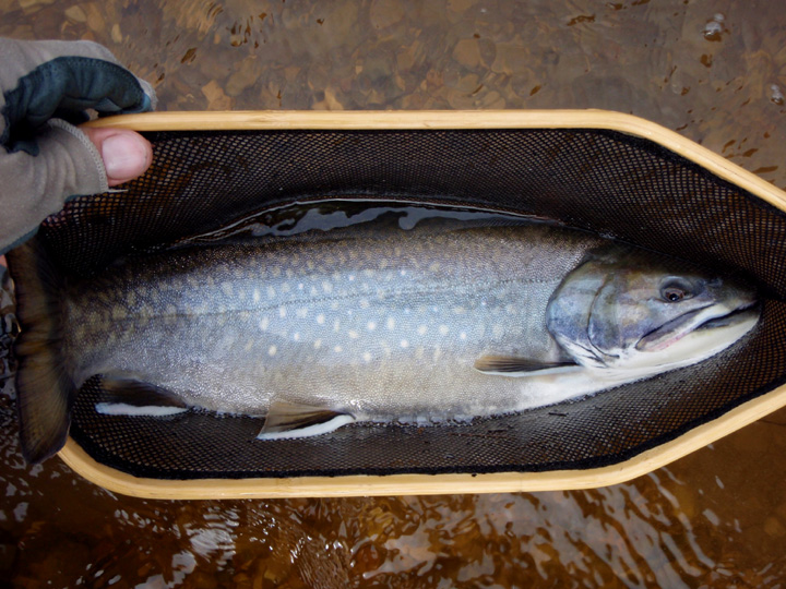 Sea Run Bruiser Brookie