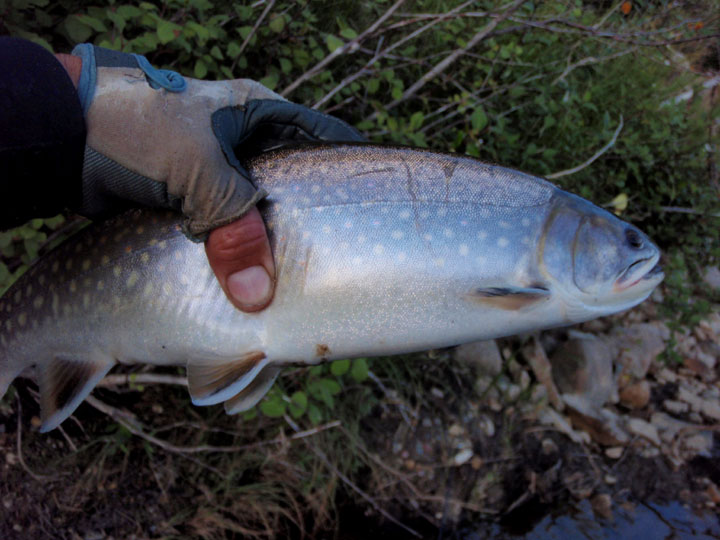 Big Brookie on Dry Fly