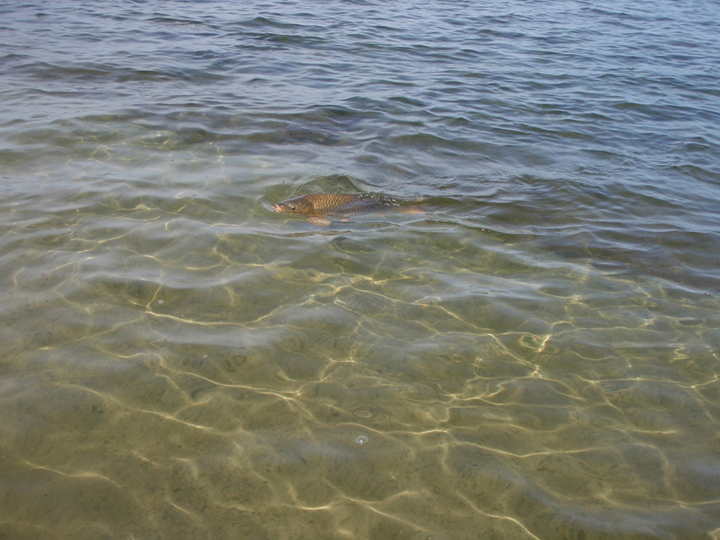 Clear Water Carp Checking Me Out