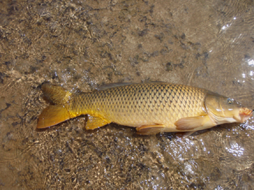 Carp are fair Game on the Fly