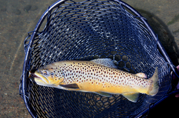 Nice Fall Brown